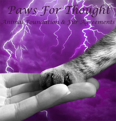 Paws For Thought